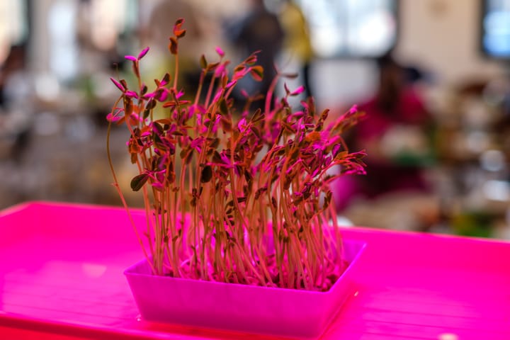 Plant-Based Food Workshop Series Tackles Food Insecurity with Homegrown Solutions